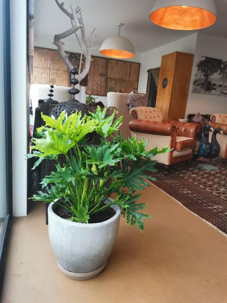 The Rez Guesthouse Walvis Bay Extérieur photo